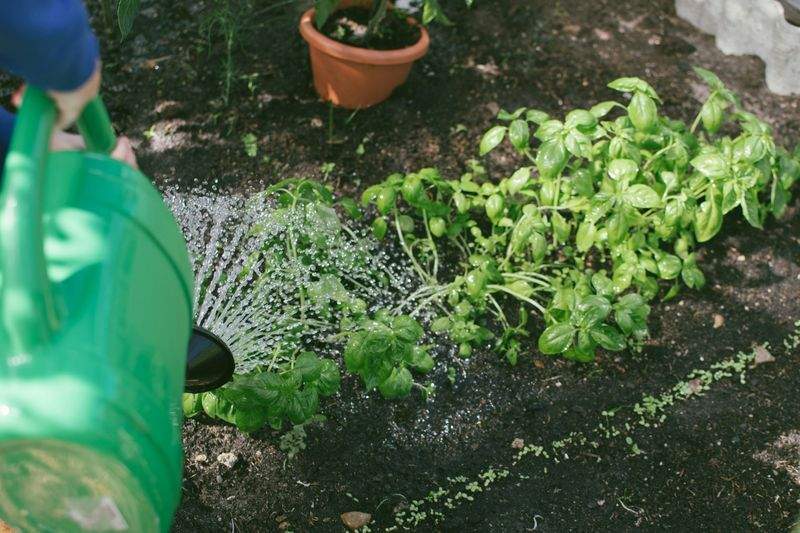 観葉植物の販売・レンタル